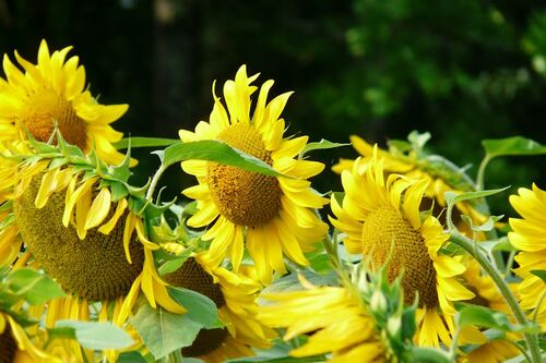 Tournesols