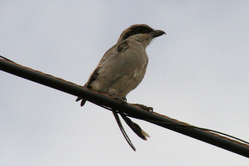 Pie-grièche méridionale (Southern Grey Shrike)