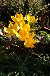 Mon jardin à la mi-mars 2013