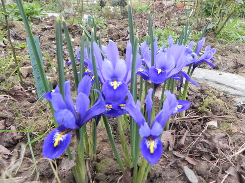 Premiere année  au jardin 