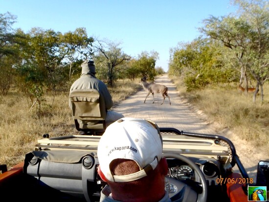 AFRIQUE du SUD : juin 2018 : 2 ème safari