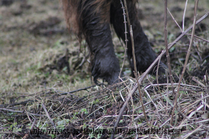 Les poneys d'Epagne Epagnette ....