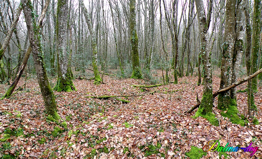 promenade en foret