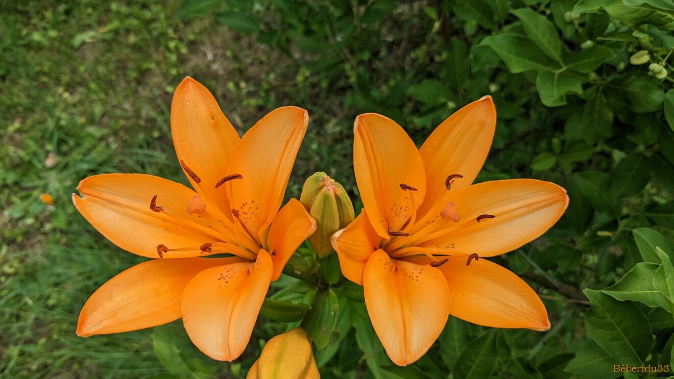 Nos fleurs du jardin - 3