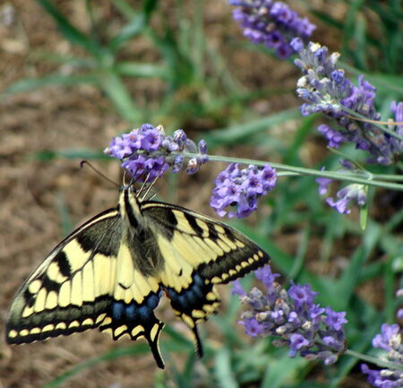 le_Machaon__2_