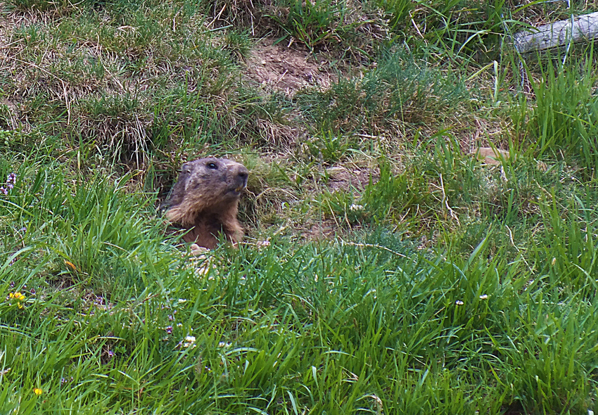 clic clac marmotte , je t'ai vu