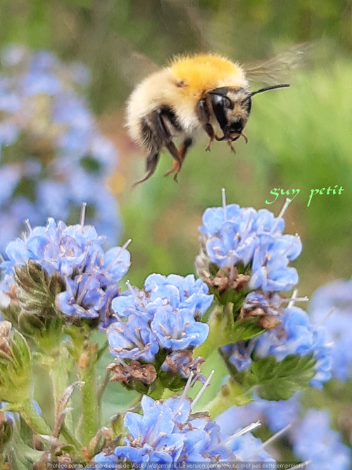 un peu d'absence photo beaucoup de travail au jardin .......