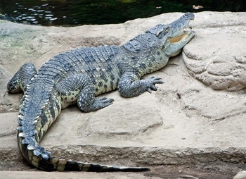 11 - Crocodylus siamensis