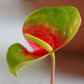 Anthurium "Amigo" à la fleur verte au coeur rouge par Karin