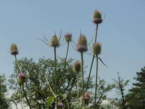 Fleurs roses