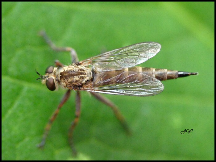 Tolmerus cingulatus.