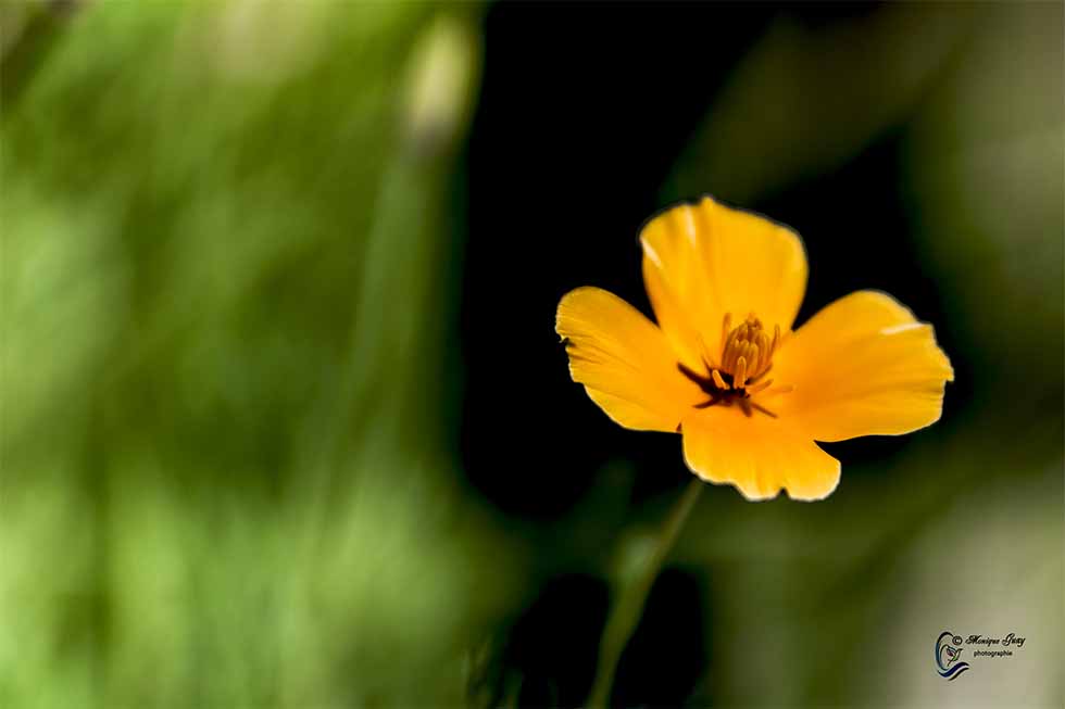 Le jaune à l'honneur