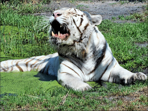 Photo de tigre blanc (Zoo du bassin d'Arcachon)