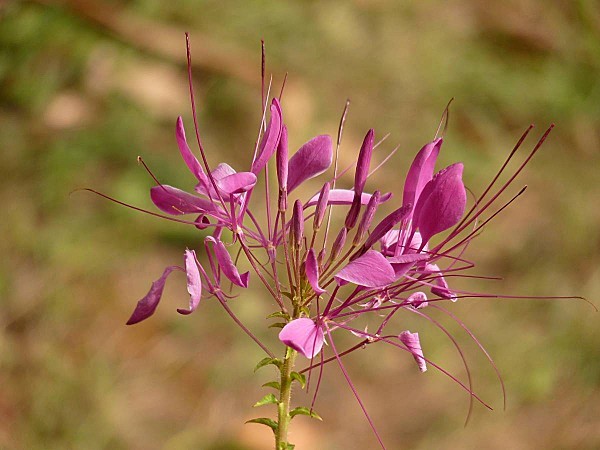 Cleome