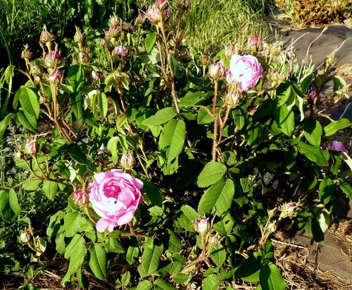 les roses enciennes non remontante au jardin de l'abbaye saison 2017