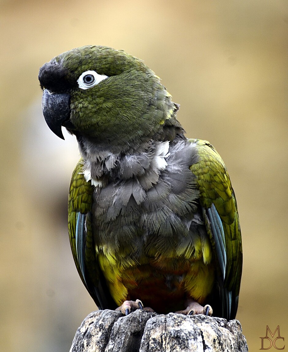 Conure de Patagonie