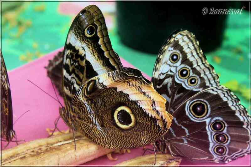 Papillons tropicaux Caligo atreus et Morpho helenor peleides