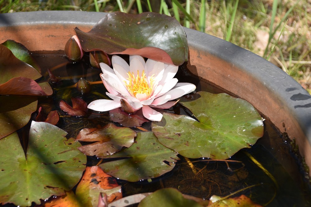 Premières fleurs 2019 dans mon bassin aux nénuphars...