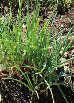 Ciboule ou Alium Fistulosum au printemps