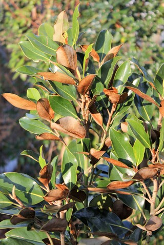 Magnolia persistant 'Little Gem'