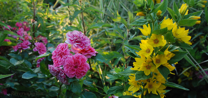 Un jardin comme Hautefois