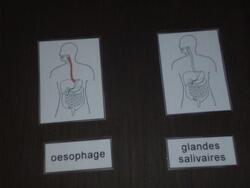 Le système digestif : cartes d'inspiration Montessori