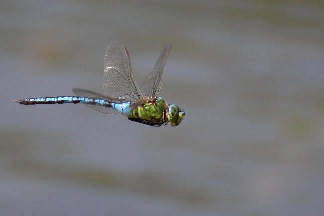 Anax empereur, Anax imperator