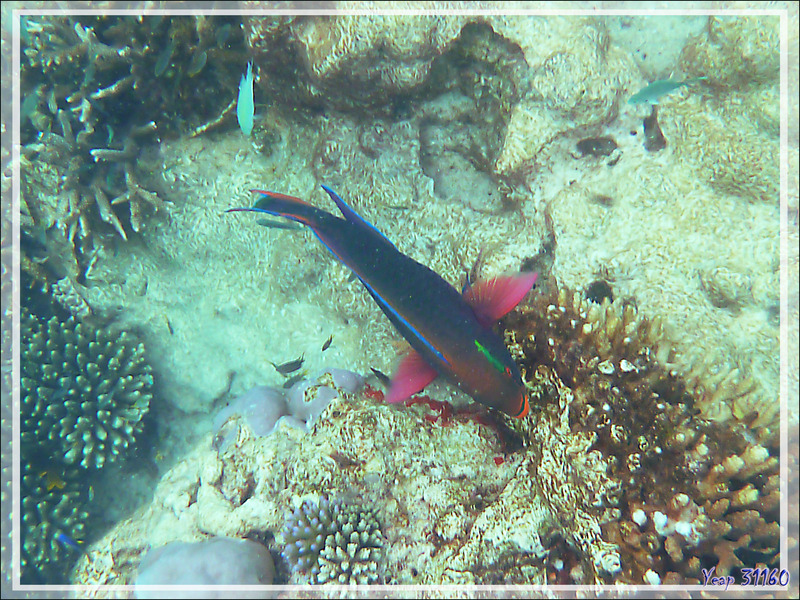 Poisson Perroquet brun, Rusty parrotfish (Scarus niger) - Nosy Tsarabanjina - Archipel des Mitsio - Madagascar