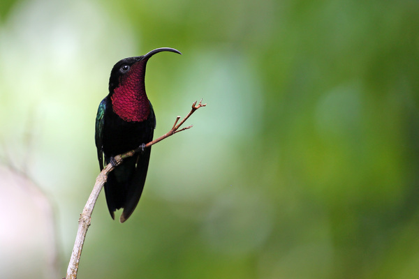 Colibri madère