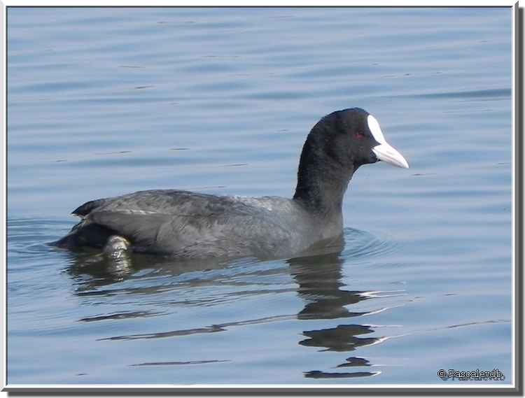 Parc ornithologique du Teich - foulque macroule