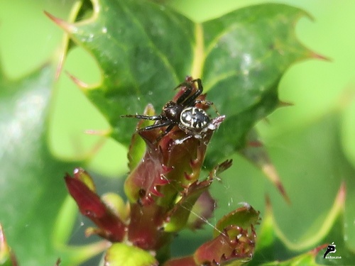 Araignée Napoléon (Synema globosum) mâle 