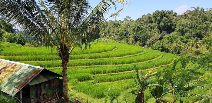 Voyage de Noces N°14 : Les rizières de Jatiluwih à Bali