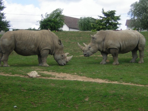 PARC ZOOLOGIQUE DE BEAUVAL EN SOLOGNE