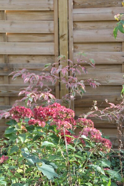 hydrangea