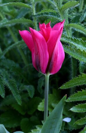 Les tulipes du jardin médiéval (1/2)