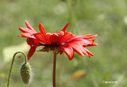 jardin-de-juin 8576