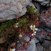 Saxifrage faux géranium (Saxifraga geranioides), endémique des Pyrénées