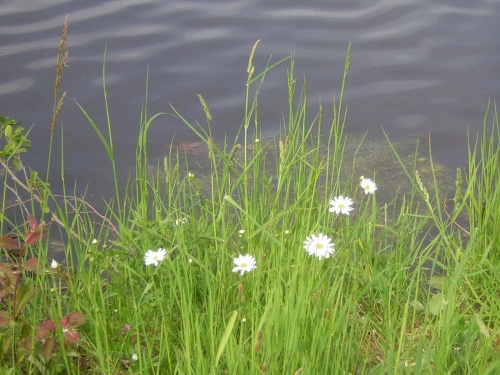 Fleurs de Beaugency  