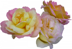 Tubes fleurs, tube roses