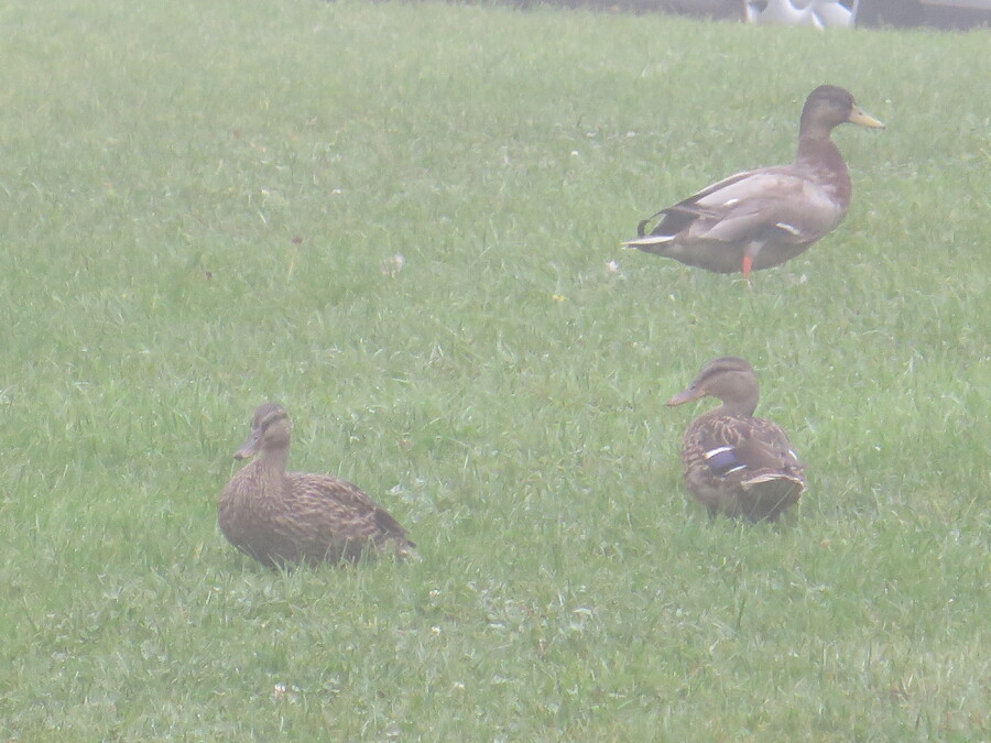 Policier et canards