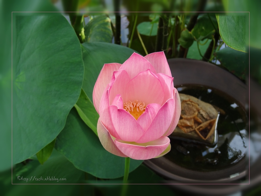 Lotus, jardin botanique de Meise