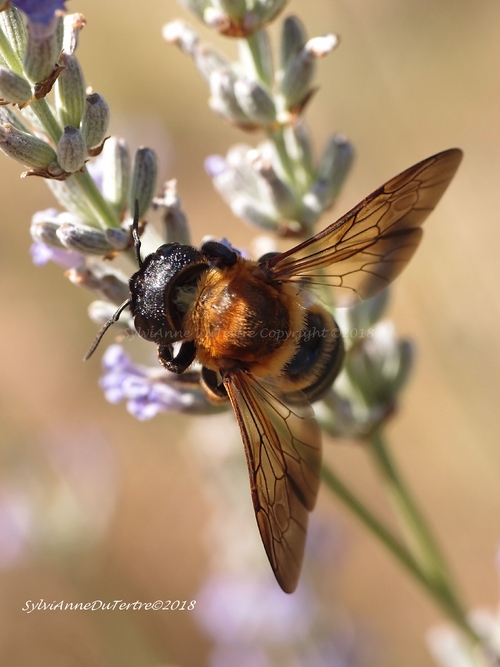 Megachile sculpturalis, abeille originaire d'Asie