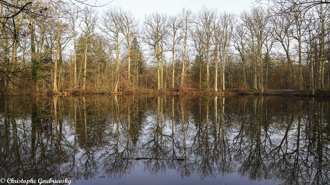  Forêt Fontainebleau en Hiver..