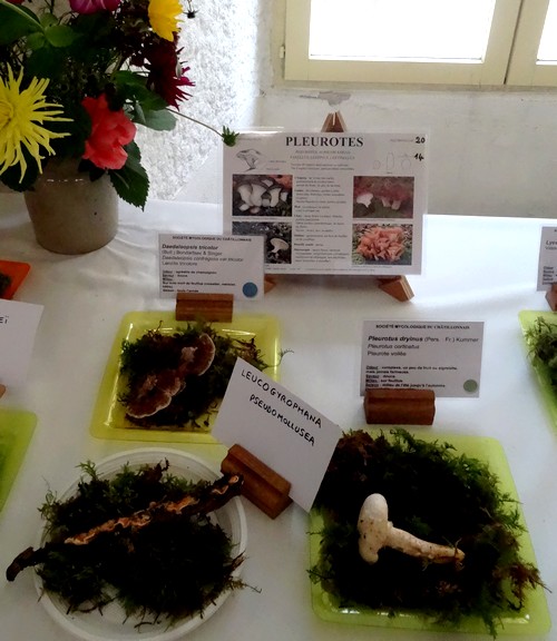 Quelques photos de la superbe exposition 2015, de la Société Mycologique Châtillonnaise  à Châtillon sur Seine !