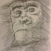 Gorille, crayon gris