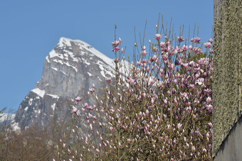 Fleurs de printemps