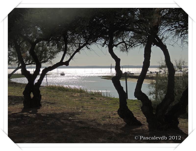 Le sentier du littoral entre Lanton et Taussat - 9/10