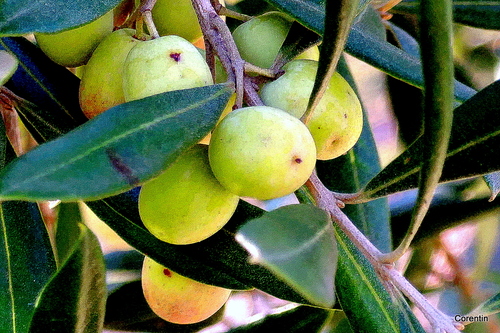 Des olives sur l'arbre