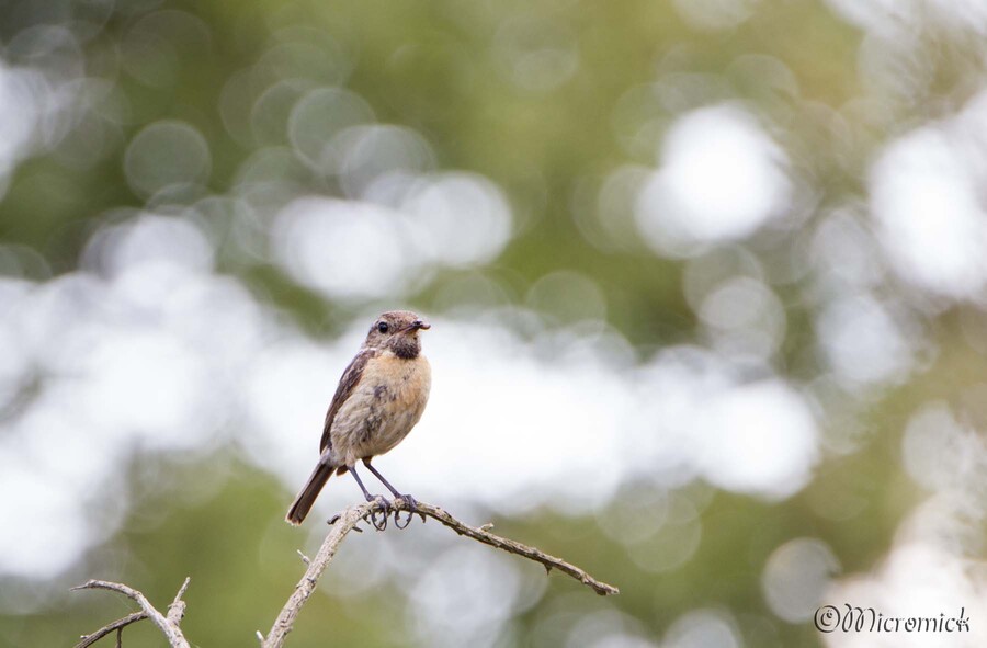 Tarier pâtre (Saxicola rubicola)