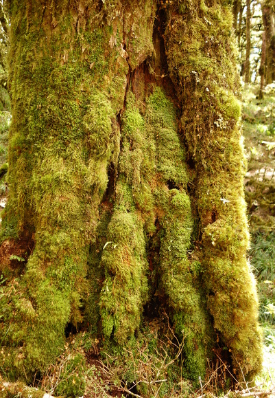 randonnée autour du lac waikaremoana